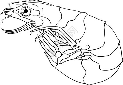 虾虾图标设置 收集无壳虾 逼真的矢量图着色页贝类老虎午餐动物甲壳油炸尾巴宏观炙烤插图图片