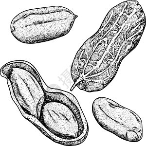 手绘花生矢量图 花生 用于化妆品或食品 素描风格矢量有机食品插画收藏植物营养草图团体植物学市场食物收成坚果图片