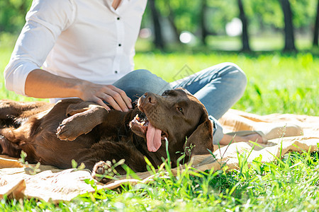 公园里有狗狗的主人在公园里猎犬男性成人小狗幸福快乐阳光友谊宠物乐趣图片