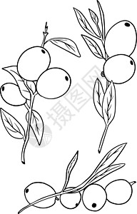 素描手绘橄榄集 橄榄果束和带叶的橄榄枝 在白色背景上孤立的矢量图绘画艺术植物铅笔插图食物收藏涂鸦叶子标识图片