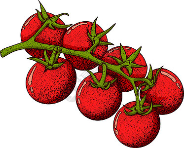 手绘五颜六色的红番茄 孤立在白色背景上的矢量图解 写实植物水果墨水蔬菜宏观刷子食物市场饮食绘画墙纸图片
