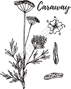 香芹籽 一套手绘矢量香料和香草 药用化妆品烹饪植物图片