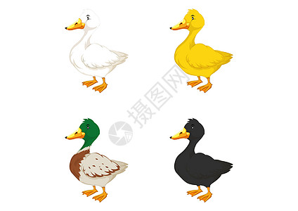 白色背景上四种不同颜色的鸭子的插图 不同颜色的鸭子图片