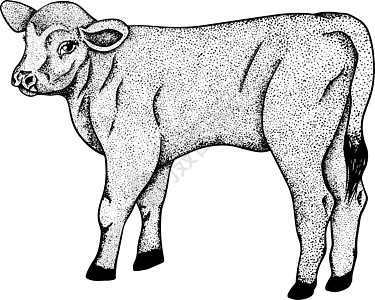 白手绘制的牛动物放牧病媒图解中的牛被隔离 牛奶农场宠物 和设计的插图农业哺乳动物织物边界草图绘画艺术孩子们涂鸦毛皮图片