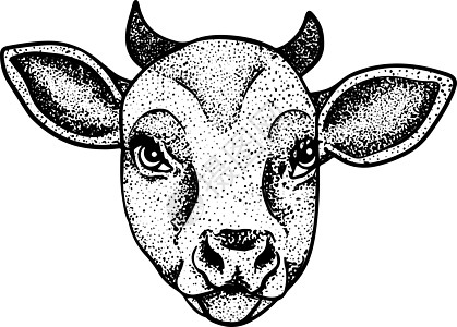 白手绘制的牛动物放牧病媒图解中的牛被隔离 牛奶农场宠物 和设计的插图边界奶牛艺术毛皮农业国家草图哺乳动物卡片农田图片