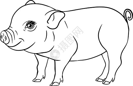 猪 在白色背景下孤立的小猪头的矢量图解 农场动物素描写实风格的剪贴画 和设计的插图产品牛肉蚀刻家畜手绘小猪草图乡村村庄家园图片