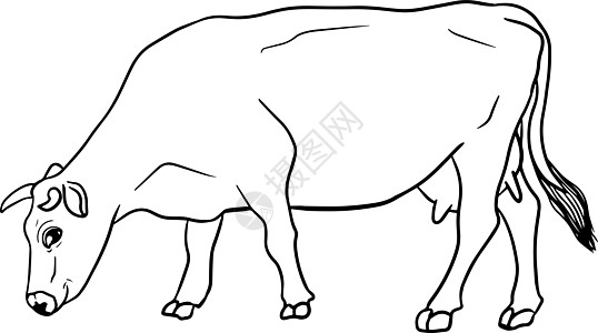 白手绘制的牛动物放牧病媒图解中的牛被隔离 牛奶农场宠物 和设计的插图涂鸦横幅卡片农业孩子们哺乳动物织物毛皮绘画奶牛图片