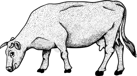 白手绘制的牛动物放牧病媒图解中的牛被隔离 牛奶农场宠物 和设计的插图哺乳动物孩子边界横幅动物群毛皮海报国家奶制品乐趣图片