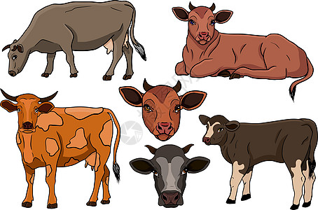 白手绘制的牛动物放牧病媒图解中的牛被隔离 牛奶农场宠物 和设计的插图孩子卡片国家毛皮边界绘画奶制品乐趣艺术涂鸦图片