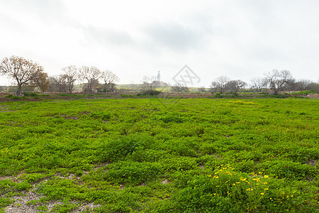 清晨的农村地区 美丽的农村景色 新鲜绿草地晴天国家植物群爬坡雏菊场景农场环境阳光季节图片