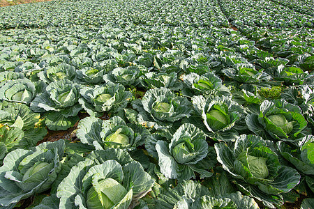 菜园白菜农场生长食物农业叶子收成蔬菜场地植物园艺图片