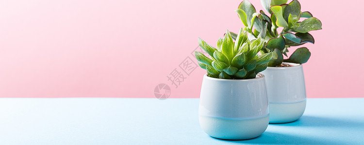 灰色陶瓷 po 中的室内植物多汁植物横幅风格房子容器爱好房间植物学叶子花园玻璃图片