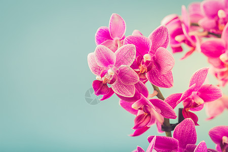 粉红花兰花花紫色明信片宏观花园生日礼物情调框架植物婚礼图片