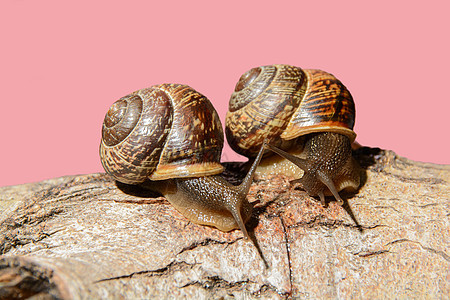 两个蜗牛的通讯图片