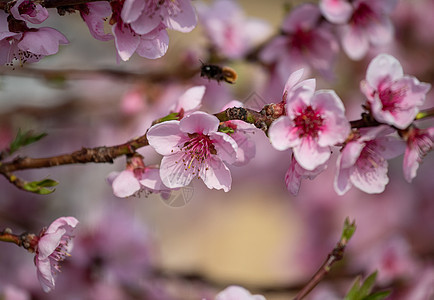 春天的果树开花图片