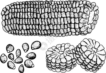矢量手绘农场蔬菜集 孤立的玉米棒子 雕刻艺术 有机素描素食对象 用于餐厅菜单杂货市场商店派对米蚀刻植物收成绘画墨水食物玉米芯粮食图片