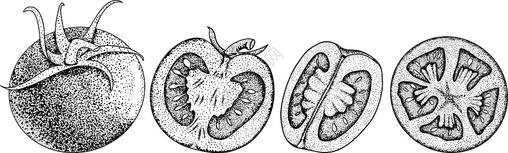 手绘西红柿 用西红柿的切片和分支设置草图 孤立在白色背景上的矢量图解 写实植物刷子宏观市场烹饪蔬菜绘画墨水水果食物饮食图片