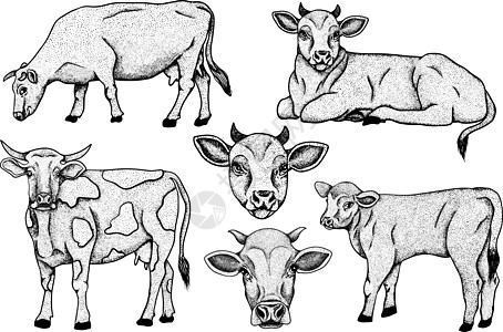 白手绘制的牛动物放牧病媒图解中的牛被隔离 牛奶农场宠物 和设计的插图织物装饰品海报国家边界农田卡片哺乳动物绘画艺术图片