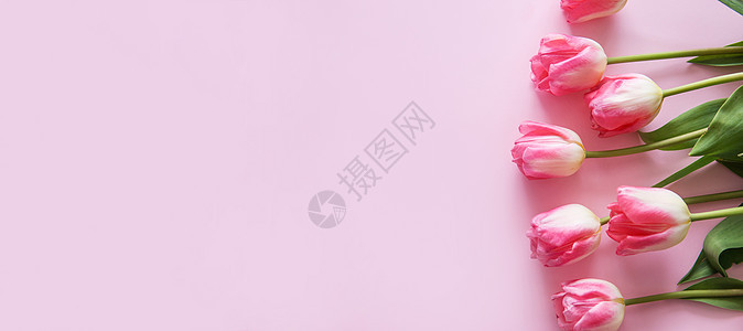 粉色的郁金香花以粉红色背景排列 从顶部看 平坦的空隙文本 春天概念 妇女节 母亲节季节蓝色婚礼花园植物群植物树叶墙纸花朵美丽图片