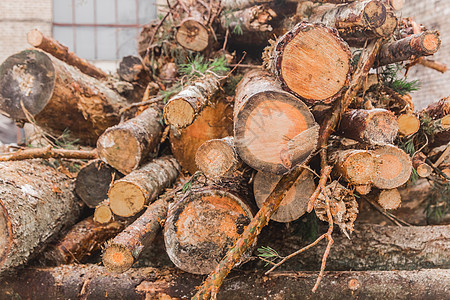 一堆户外的锯木原木柴堆环境树木生态农村林业松树活力材料木头图片