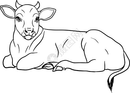 白手绘制的牛动物放牧病媒图解中的牛被隔离 牛奶农场宠物 和设计的插图哺乳动物孩子们卡片奶制品草图海报毛皮涂鸦动物群奶牛图片