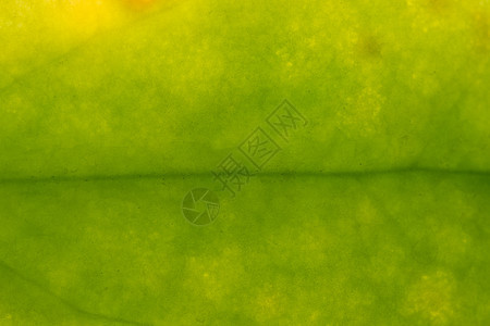 叶叶的背景纹理静脉宏观活力植物群花园生长树叶植物生态线条图片