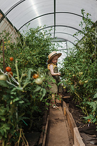 戴草帽的小女孩在温室里采番茄 收割概念收获孩子农业乐趣收成植物帽子女孩衬套太阳图片