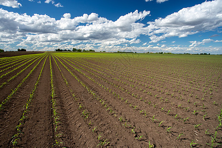 春天的玉米田农村农业豆类叶子大豆植物栽培蓝色种植园场景图片