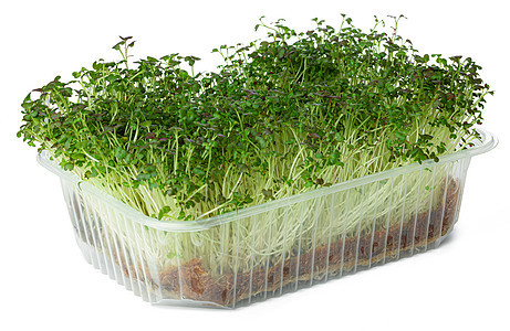 孤立在白色上的水晶沙拉微绿芽营养种子生长健康饮食沙拉饮食草本植物农业绿色植物图片