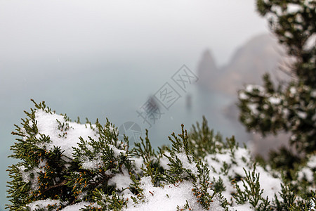 杜松树枝和锥体在阴雪天的雪和冰下 刺柏 冬季时间 雪下的杜松子 平静沉默和与自然统一的概念图片