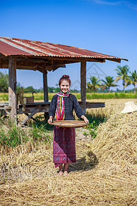 田间大米被打碎的农民妇女帽子女士稻草文化栽培植物女孩传统农业收成图片