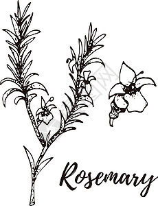 迷迭香 一套手绘矢量香料和香草 药用化妆品烹饪植物图片