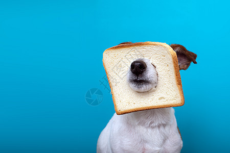 头戴切片面包的可爱狗图片