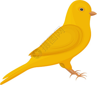 一只明亮的黄金丝雀 鸟类矢量插图在白色背景中被孤立图片