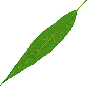 在白色背景上孤立的绿柳树叶叶矢量图示图片