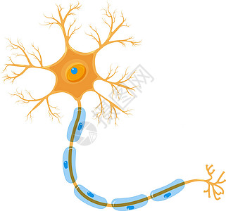 神经元是神经系统的细胞 详细的脑细胞 橙色和蓝色颜色 孤立在白色背景上的矢量图解图片