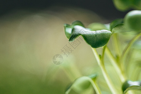 绿色的青绿小苗芽 近距离接近种子生长生物饮食技术沙拉生态植物花园光合作用图片