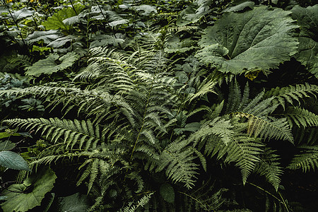山中生长的热带植物和幼苗图片