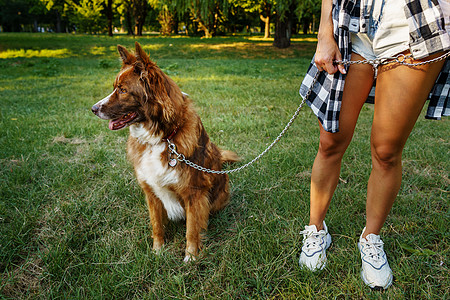 和女主人一起在公园散步的边境狗绿色快乐友谊女士女性乐趣女孩朋友日光动物图片