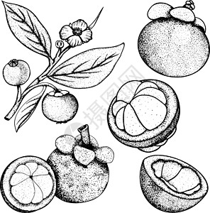 一套手工绘制芒果热带水果 新鲜有机食品 插图的矢量图解手绘蔬菜花园收成墨水涂鸦植物植物学营养草图图片