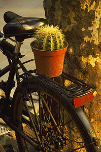 自行车和手工艺乡村绿色花园窗户运输植物背景图片