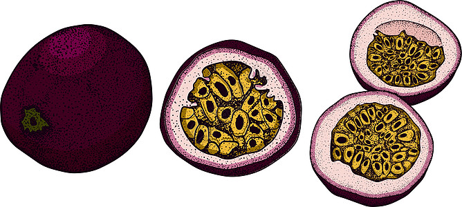 矢量手绘套西番莲果 百香果插图 美味的热带素食对象 用于餐厅 菜单 冰沙碗 市场 商店 派对装饰 餐点甜点紫色标签植物学食物情调图片