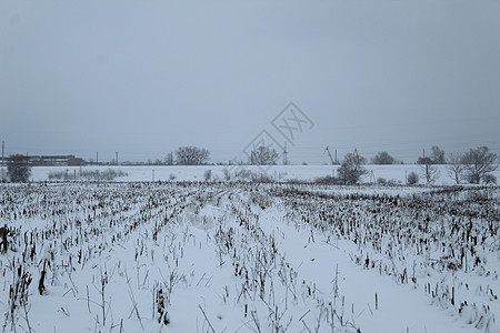 冬天的雪覆盖了田地 冬天的植物残留在农业中阳光寒冷风景晴天地面爬坡地形漂移季节天空图片