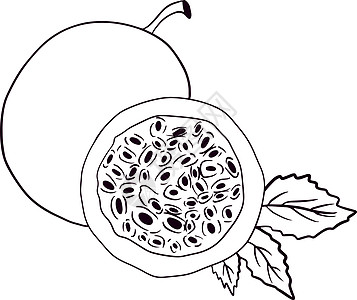 绘画一组激情果实的矢量手 热情果子插图 美味热带素食物品 彩色页面异国情调水果菜单叶子食物手绘收藏草图植物学图片