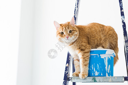 修理 油漆墙壁 猫坐在继梯上 有趣的照片滚筒设计师宠物成人梯子刷子楼梯工具房子改造图片