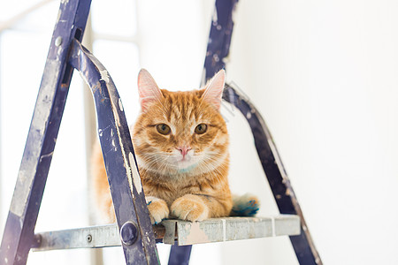 修理 油漆墙壁 猫坐在继梯上 有趣的照片房子装潢师蓝色梯子滚筒工人维修动物宠物工具图片