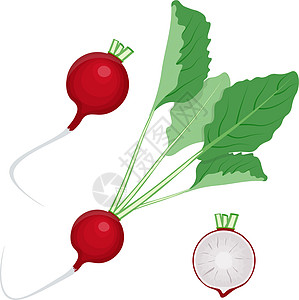 白色背景上孤立的radish 矢量插图图片