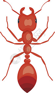 以白色背景隔离的 ant 矢量插图图片