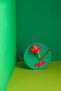 绿色工作室新鲜阿尔斯特罗梅花花的构成图片