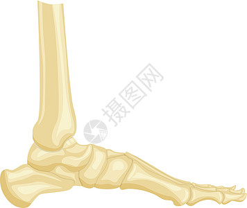 白色背景上孤立的脚骨矢量插图图片